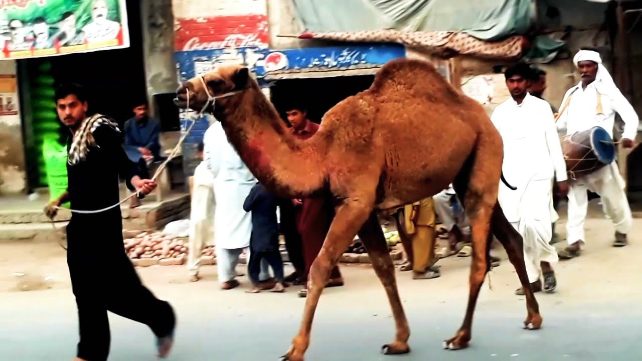 camel round To Pahar pur Pakistan hd youhd and 4k video full hd women cloth naive se