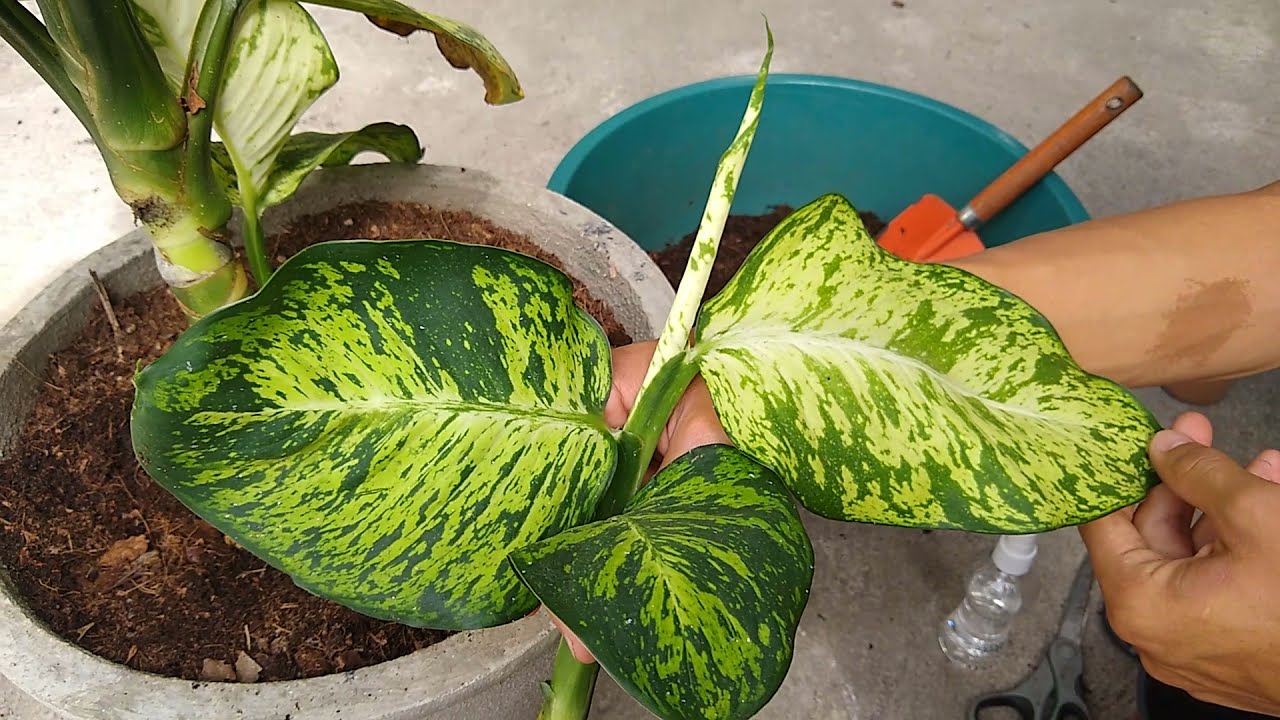 como separar as mudinhas da planta comigo ninguém pode + 