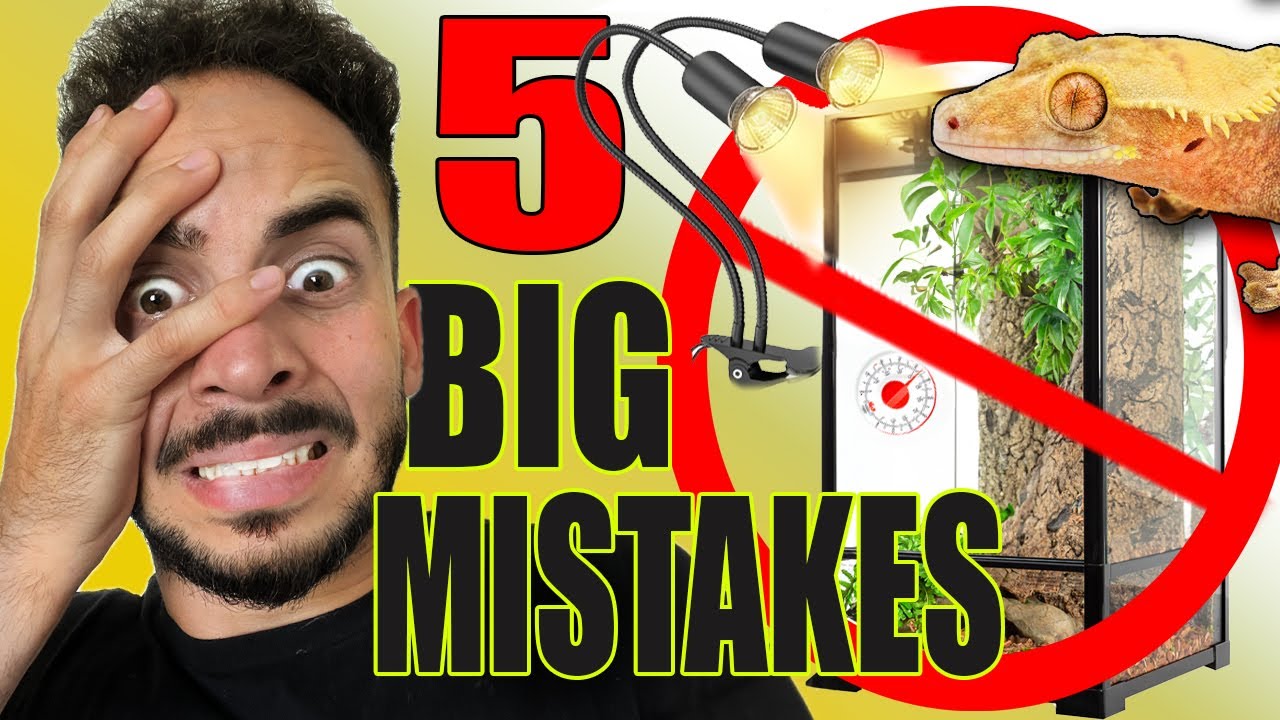 5 Alarming Mistakes New Crested Gecko Owner Make!