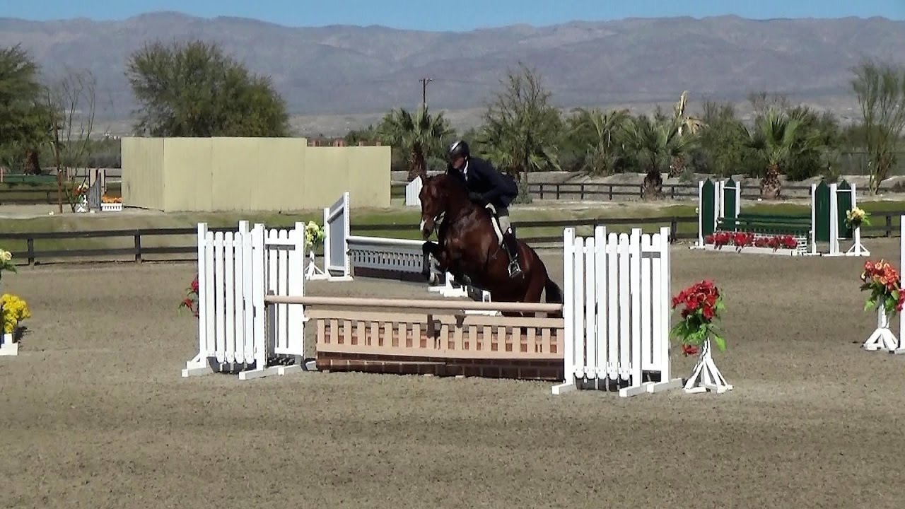 Crave (Young Horse Hunters 5 year old division)