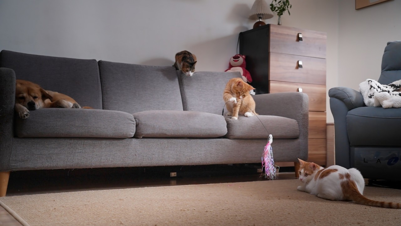 Cats playing with cats is the real fun!