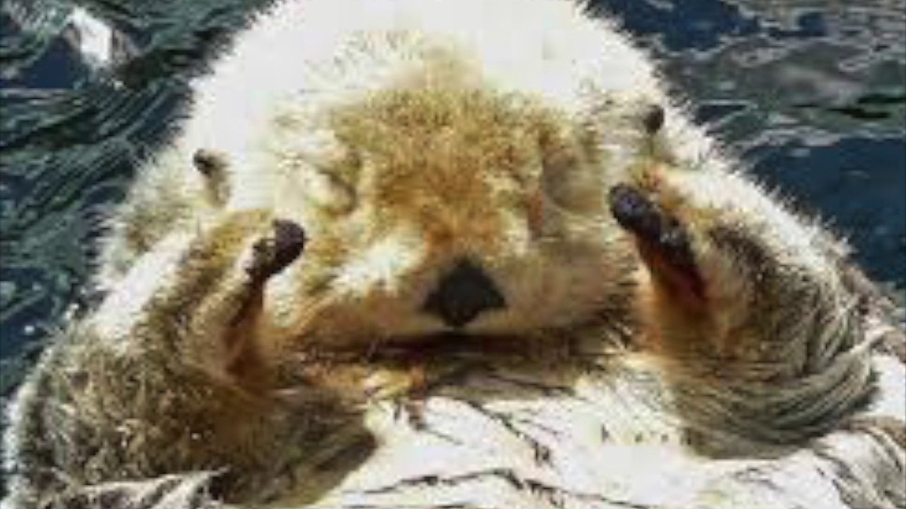 Monterey Bay National Marine Sanctuary; Movie