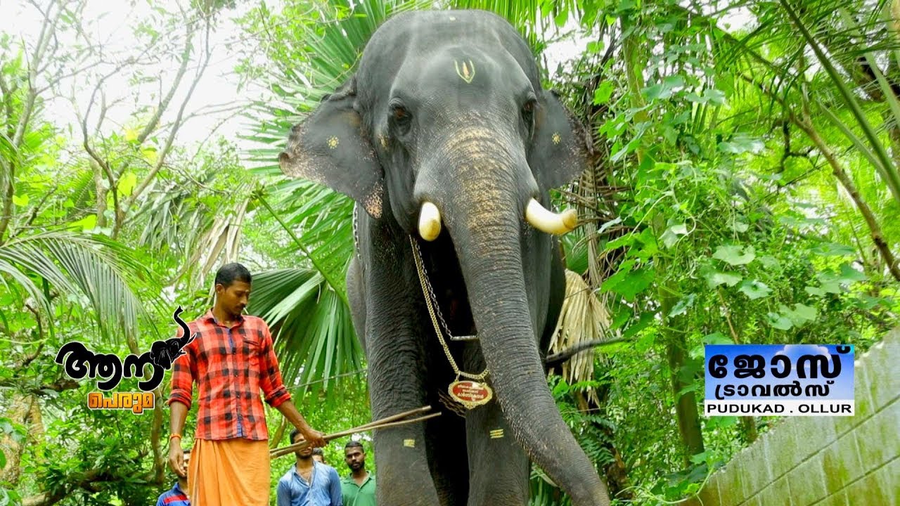 Akkikavu karthikeyan  ( aana peruma -24 )