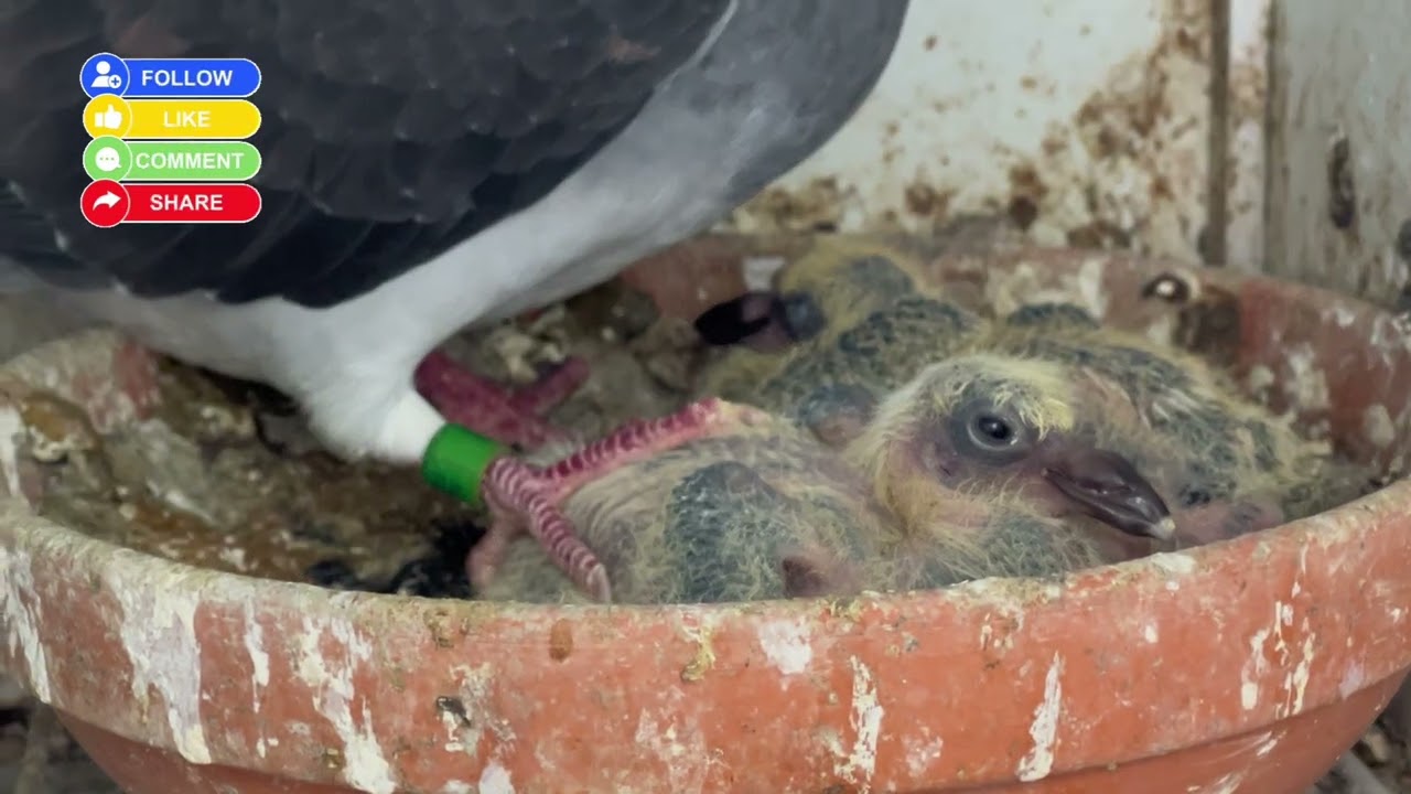 Puros pintos 😂seguimos mejorando #subscribe #pigeon #pigeonhouse #bird #pigeonlaver 
