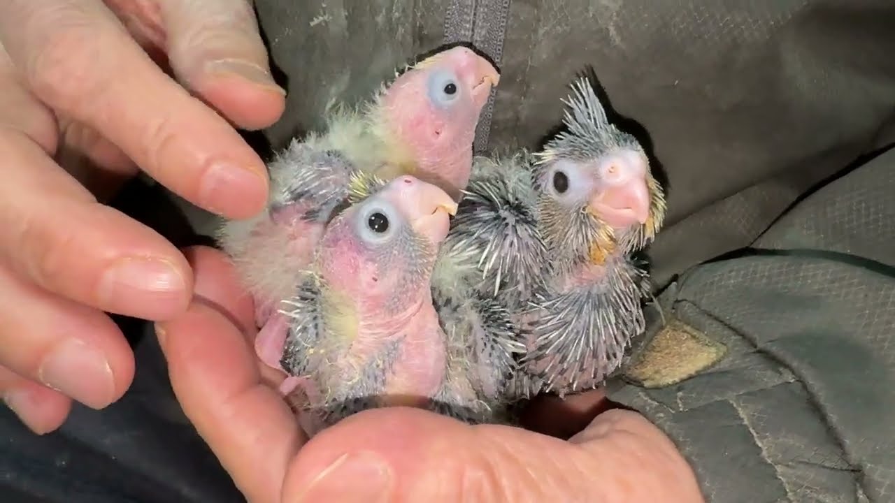 うちでうまれたオカメインコのヒナです。小さい！！