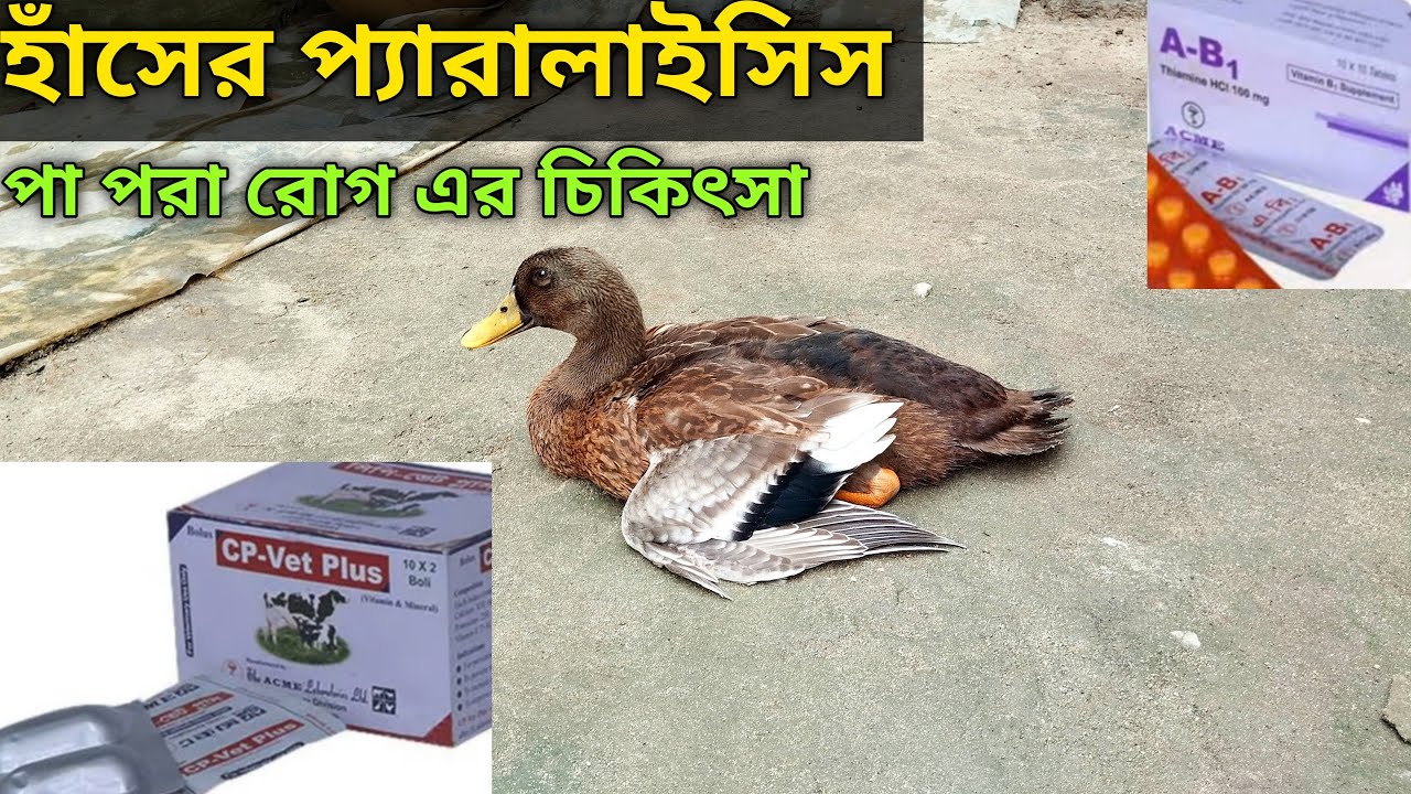 হাঁসের প্যারালাইসিস অর্থাৎ পা পড়া ঘাড় বাঁকা রোগের সঠিক চিকিৎসা/farming/হাঁসের অসুখ
