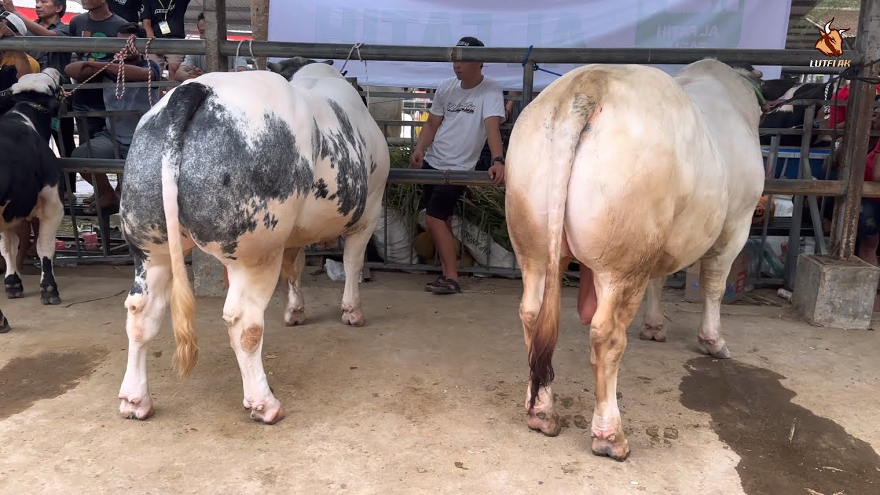 ISTIMEWA🔥 JUARA 1-5 KELAS BAKALAN BELGIAN BLUE KONTES APPSI TULUNGAGUNG