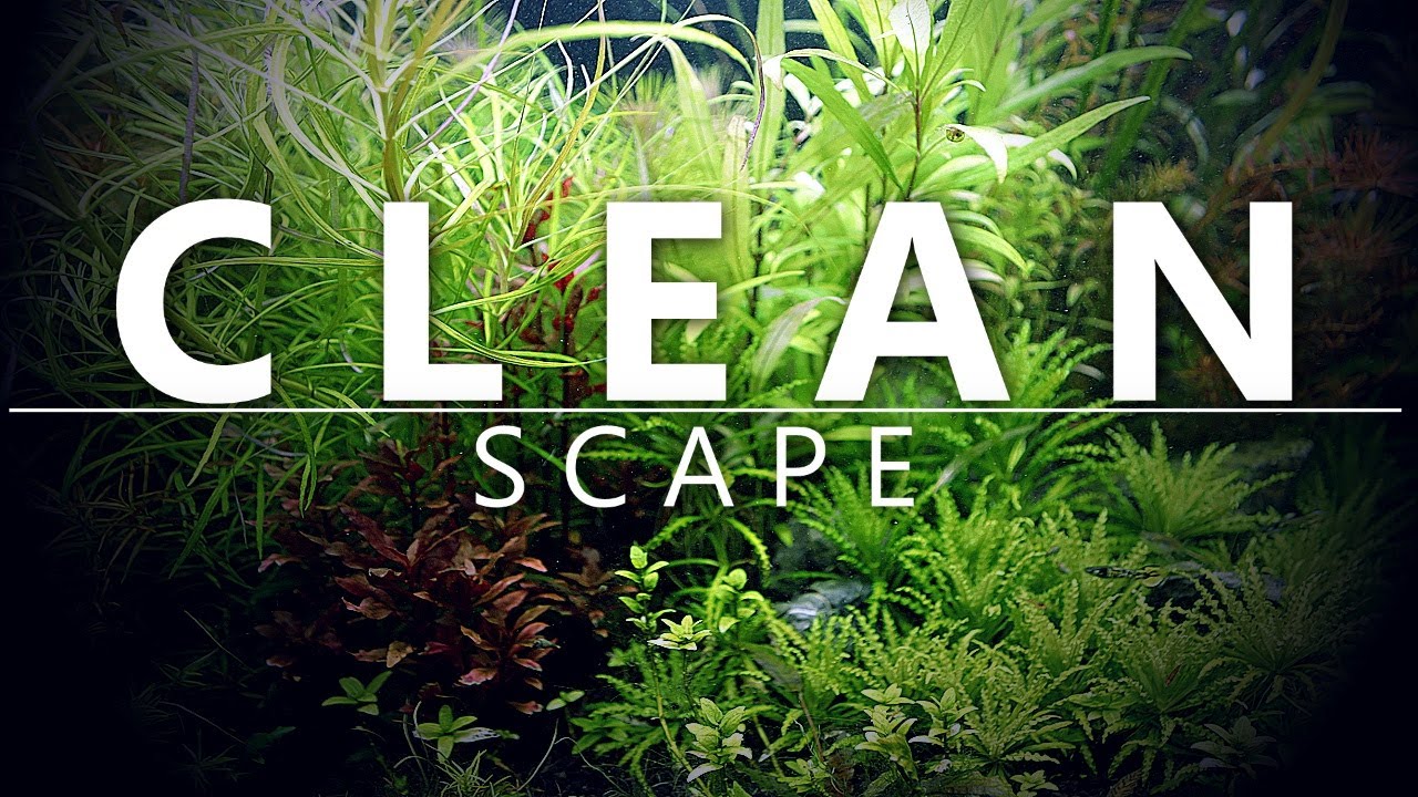 Trimming Aquascape