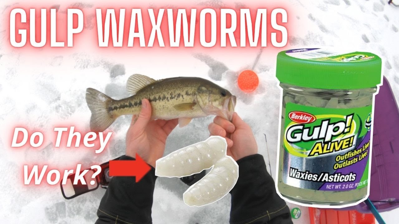 Gulp! Waxworms, Good or Gimmick? (Gulp vs Real Waxworms Battle with Surprise Comeback)