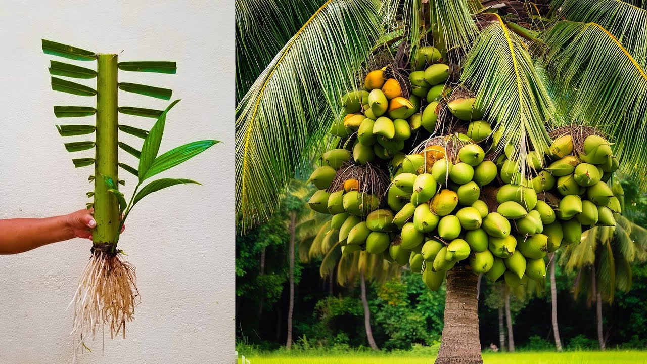 The best method of grafting and propagating coconut trees   Grafting coconut fruit