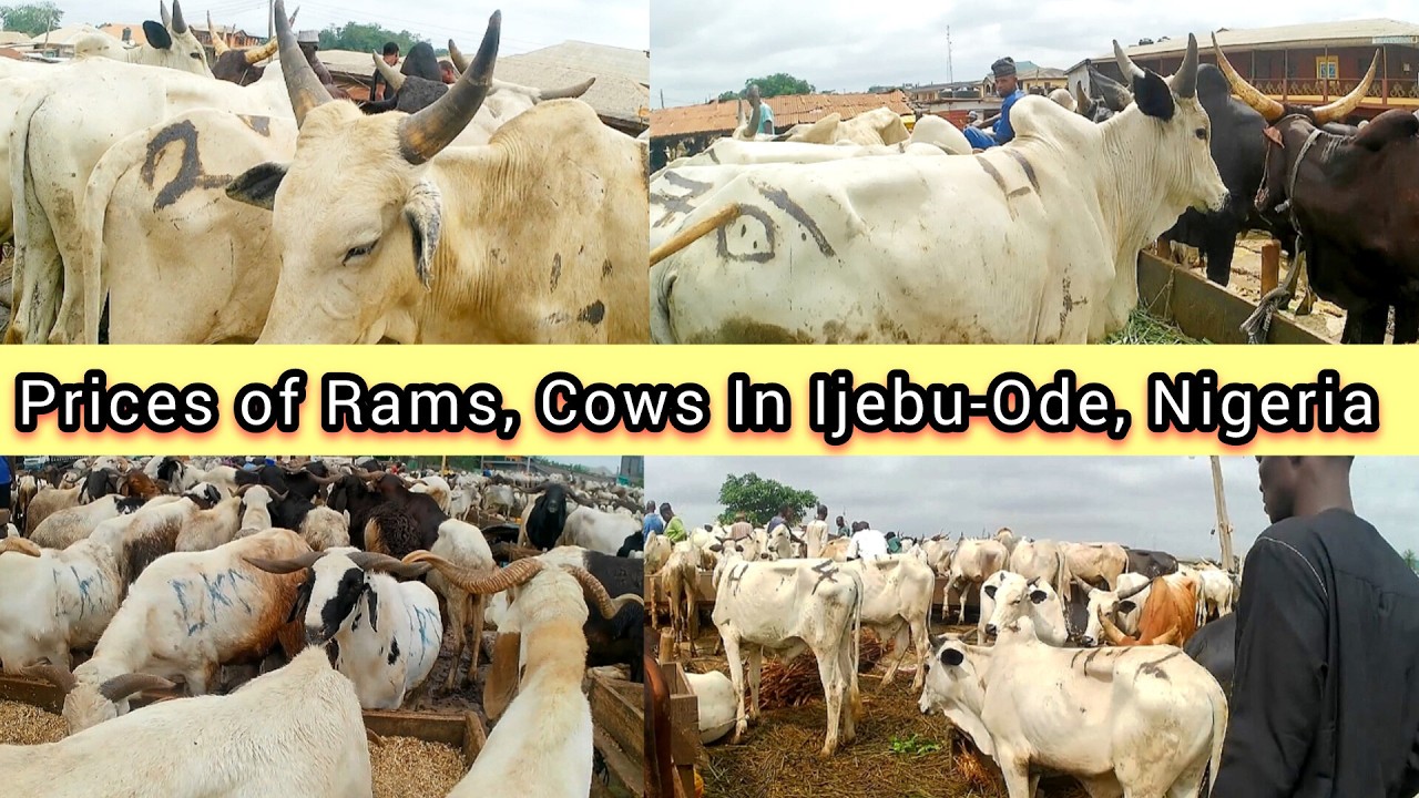 Price OF LIVESTOCK ( Rams, Cow & Goat) in IMOWO KARA MARKET IJEBU ODE