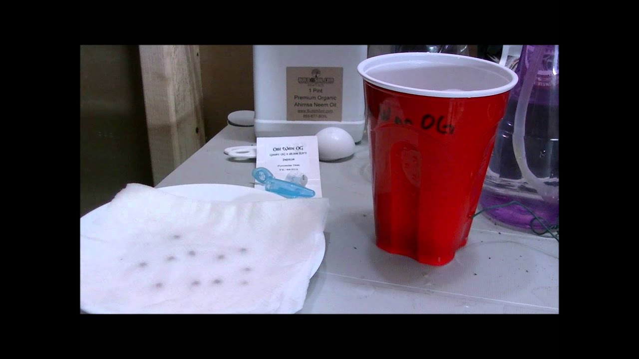 KGBs Oceangrown Alpha Tester Contest journal 1