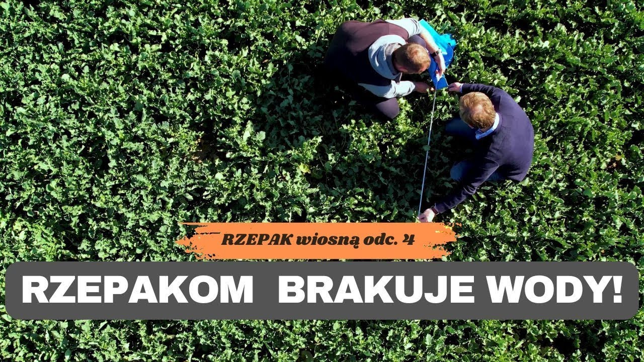 📢Rzepakom brakuje wody! Ile azotu rośliny pobrały z nawozów podanych wiosną? Badania e-pole!