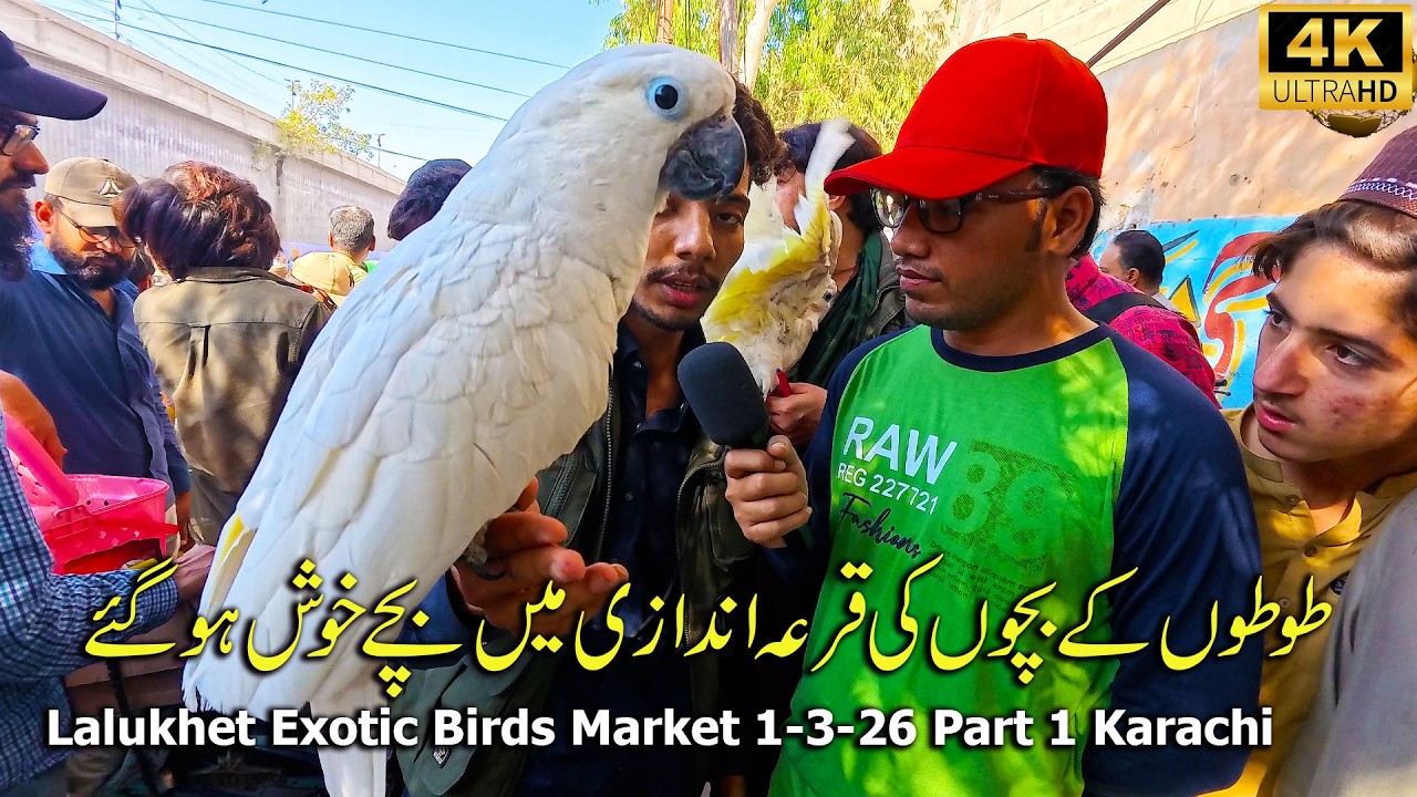 Lalukhet Exotic Birds Market 1-3-26 Karachi Part 1 | Lottery in the month of Ramadan Latest Updates