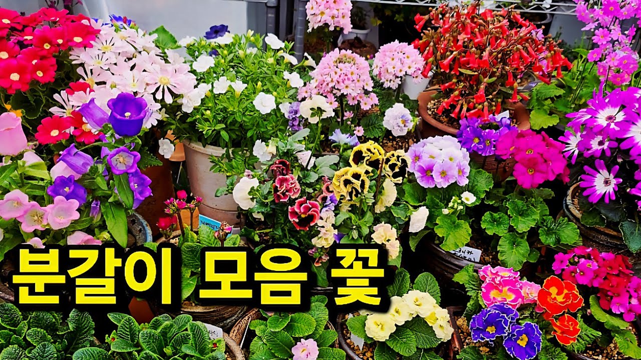 거베라 앵초 후쿠시아 엔젤카랑코에 장미 수입팬지 시네나리아 칼리브로코아 
