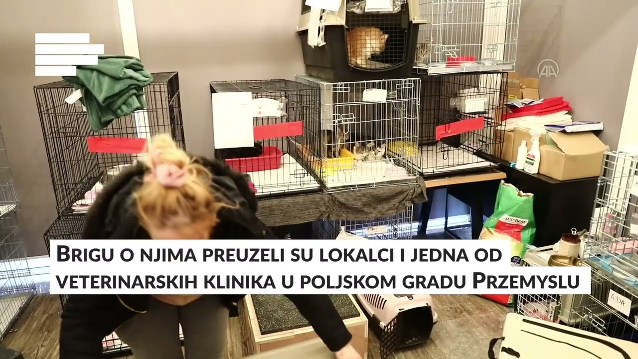 Veterinarska klinika u Poljskoj brine o četvoronožnim izbjeglicama iz Ukrajine