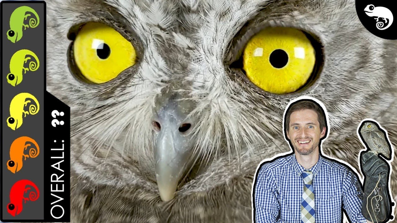 Owl, The Best Pet Reptile?