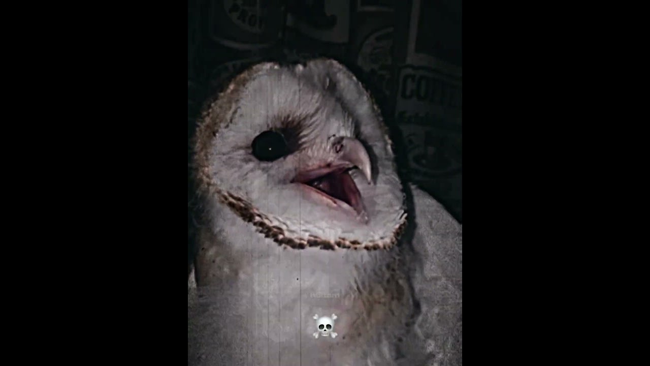 third one💀 #bird #birds #sounds #scary #edit #phonk #funk
