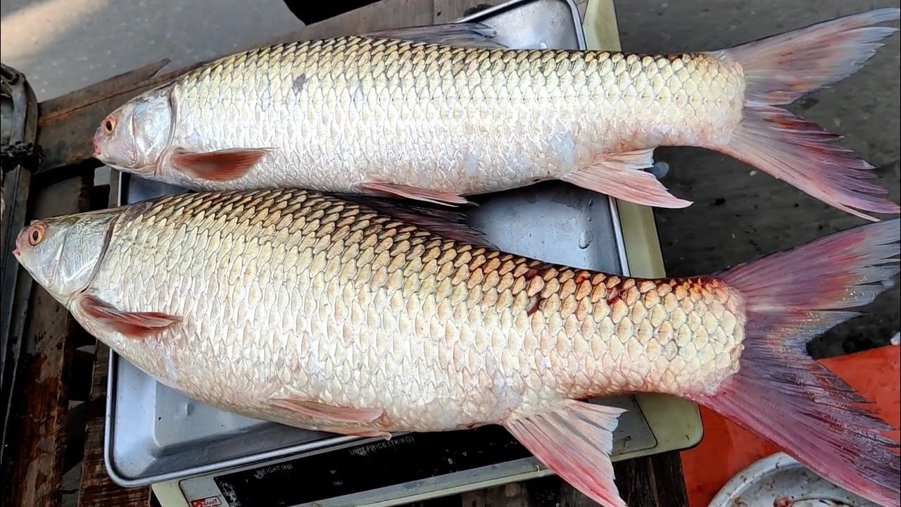 Amazing Big Mrigal Carp Fish Cutting Live In Fish Market | Fish Cutting Skills