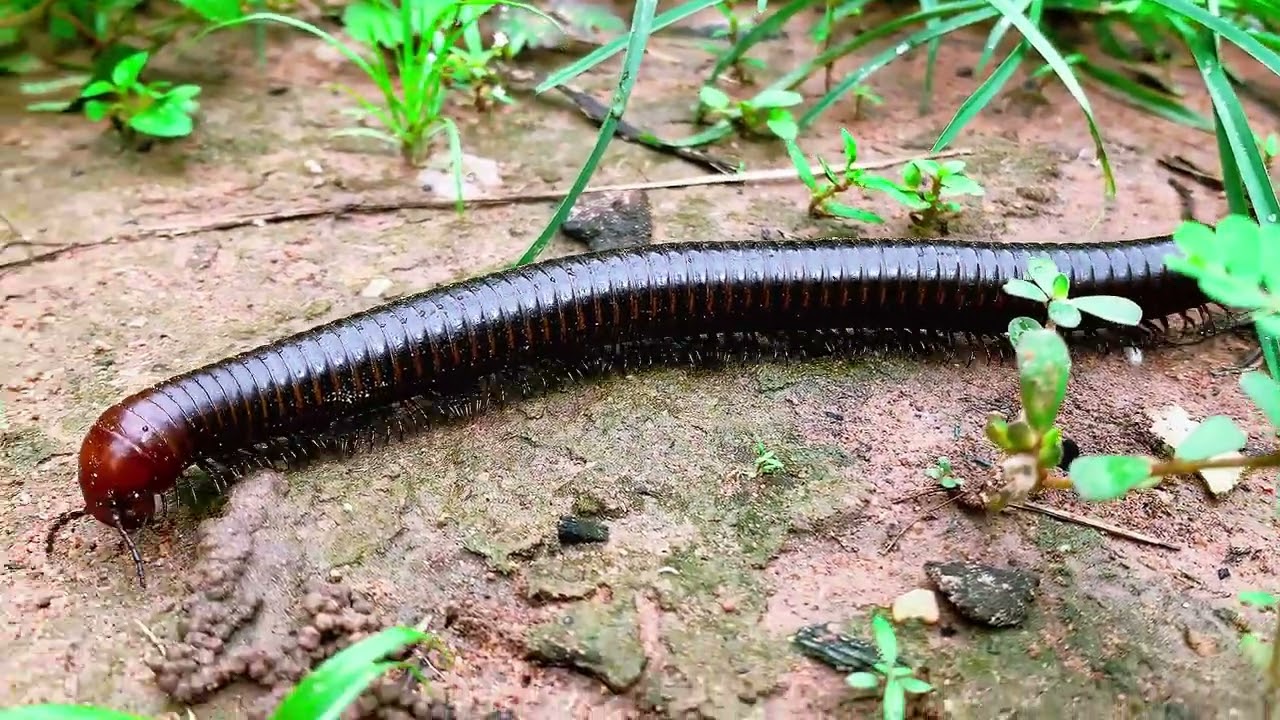 Amazing Catch Giant Millipede, Red Spotted Millipede in Nature