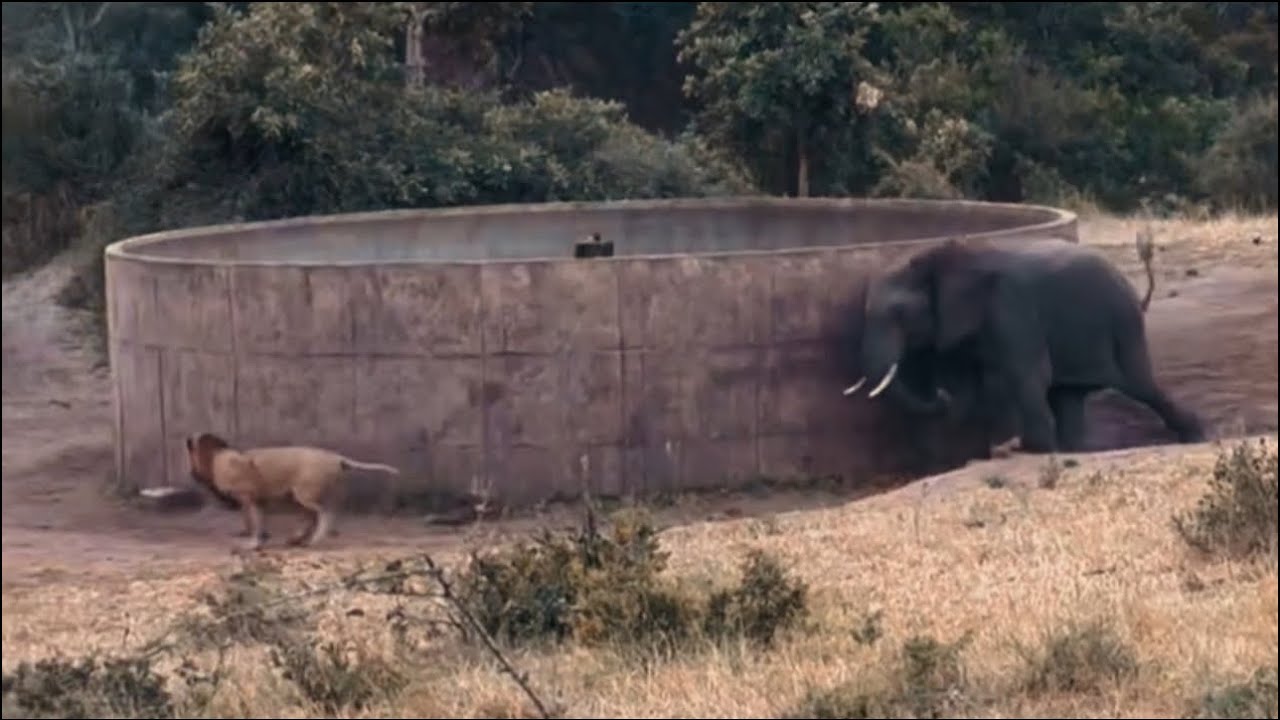 male lion can&rsquo;t hide by elephant bull attack video 