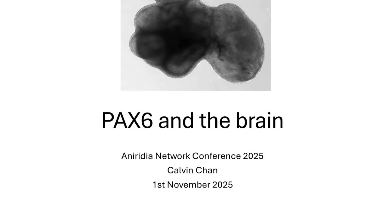 PAX6 & The Brain