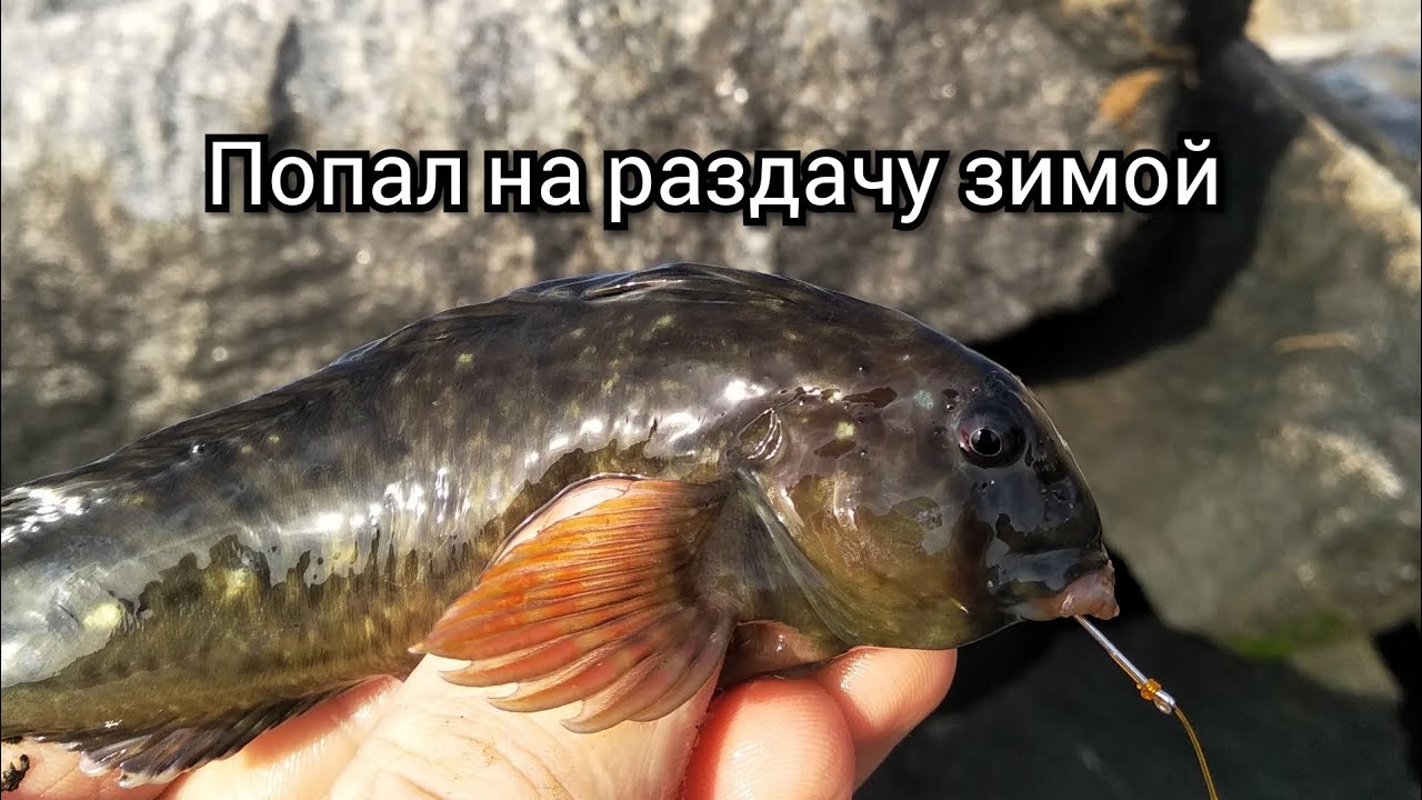 Зимняя жор рыбы на Черном море.Ловля бычка и рыбы собаки.