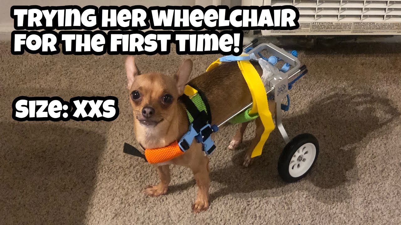 My Dog tries her wheelchair for the first time! Dog Wheelchair Unboxing and try on