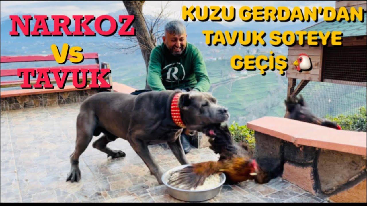 CANE CORSO NARKOZ’UN ZİYAFETİNİ TAVUKLAR BASTI ..!