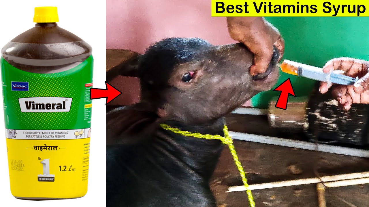 Calf Video | Vimeral | Vitamins Syrup | Liquid Supplement of Vitamins For Cattle | Best Energy Syrup