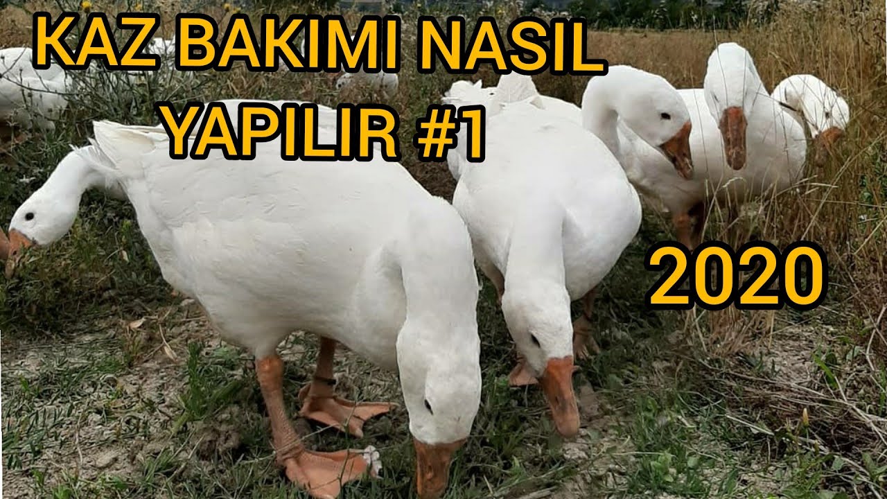 Yeni kaz civcivlerimiz ! - Linda kaz civcivleri