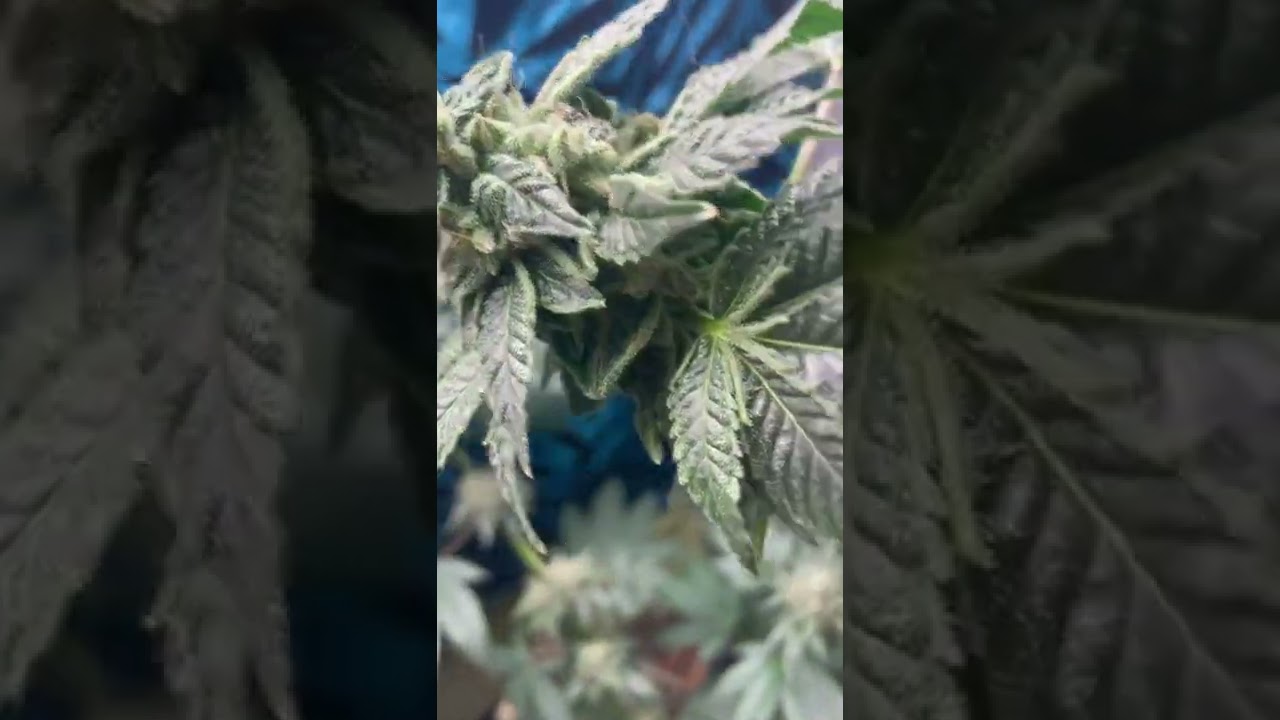 Vanilla Cream Pie 🥧 🔥