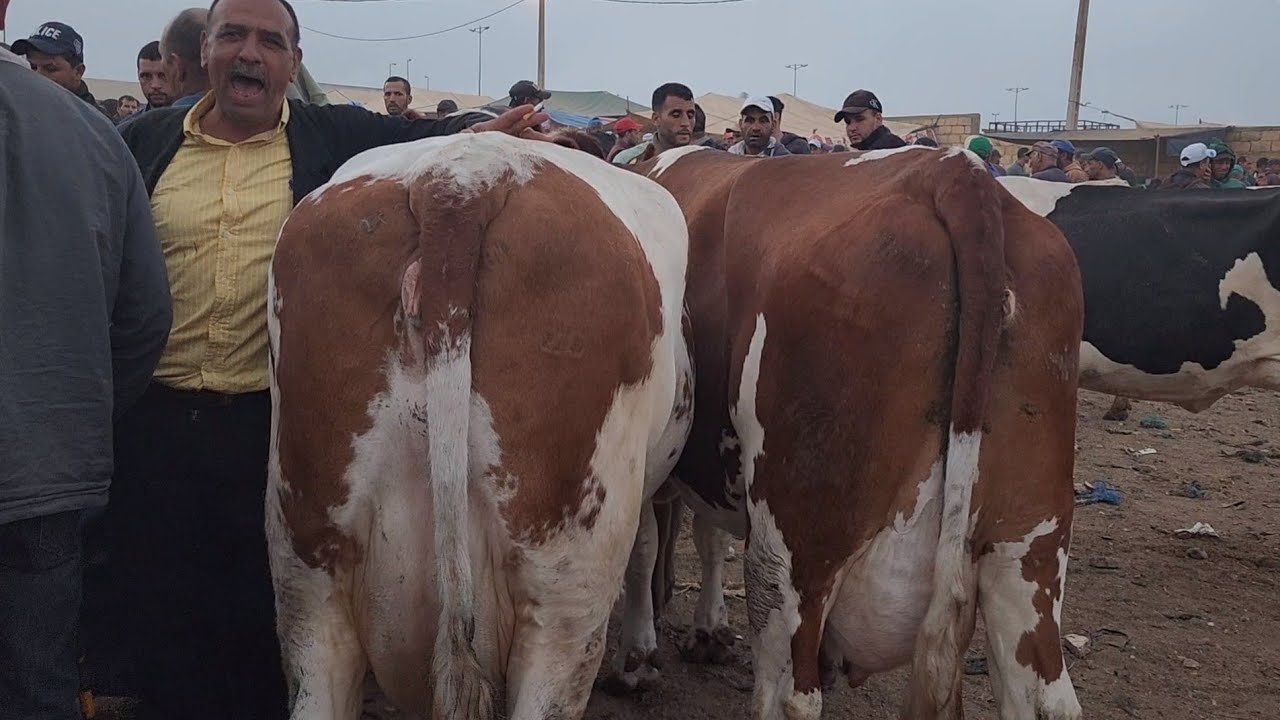 كـاࢪي كـاࢪي أداࢪي مـداخل مليـح سـوق سبـت سطـات أجيـو نشـوفو أتمـنة بڪࢪات الولادات ضـاࢪات فࢪجة ممتعـة