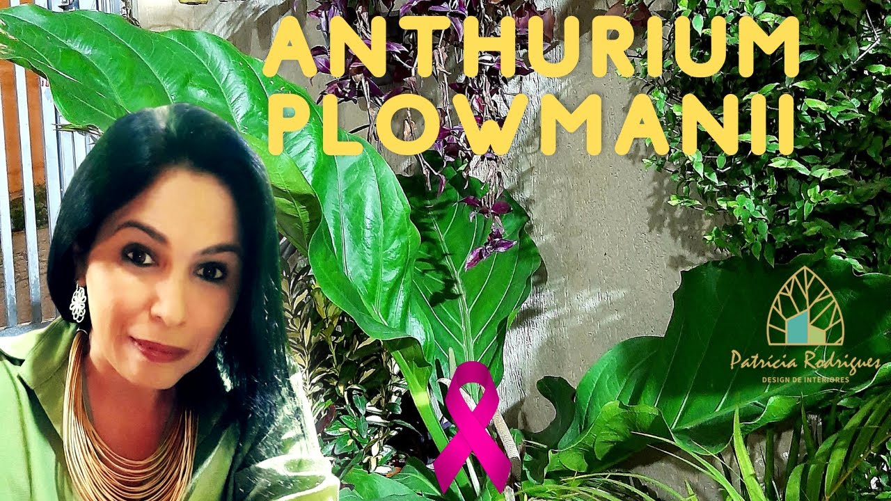 Anthurium Plowmanii ,características, cultivo e indicações p/ decoração! Planta exuberante e linda!