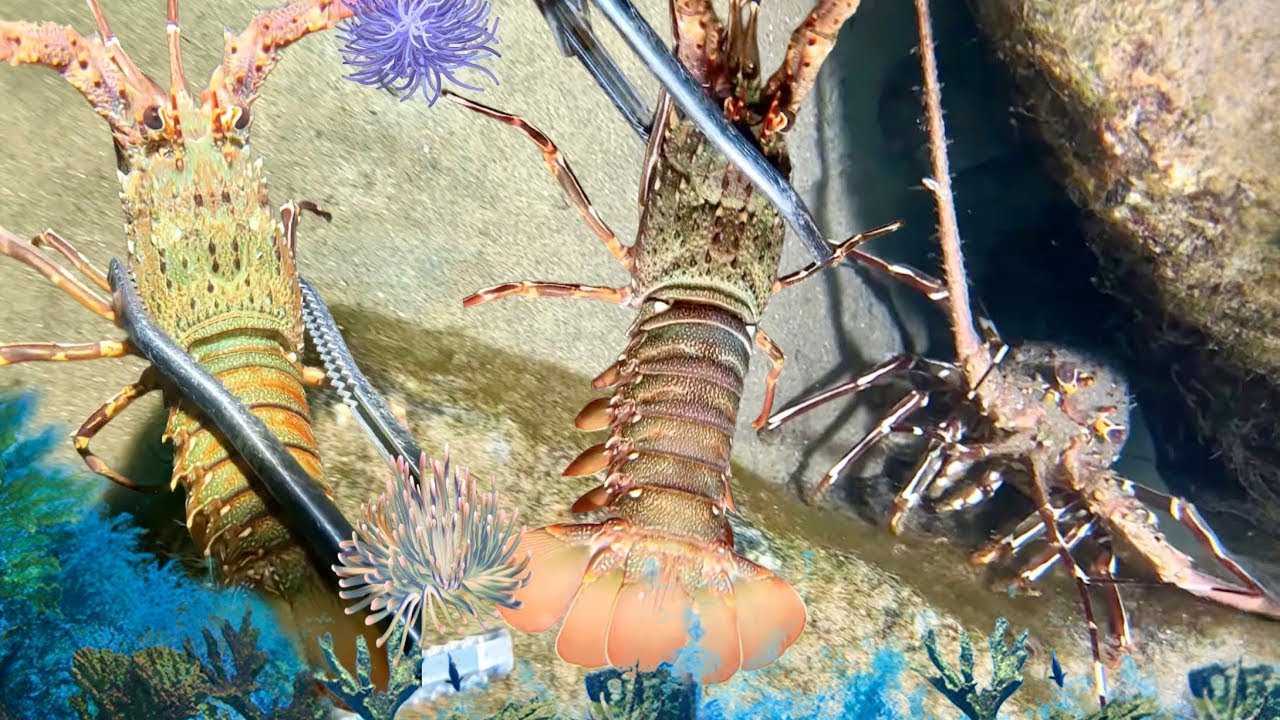 Night Diving Seafood - Catching Lobster, Crab, Flash Shrimp, And Eel109