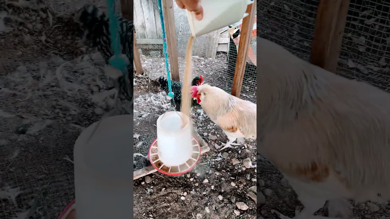 #Feeding