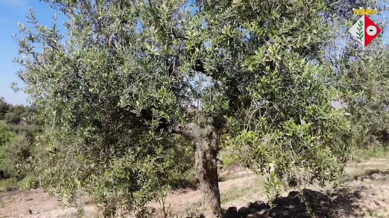 La Granadella with Dron (2019)