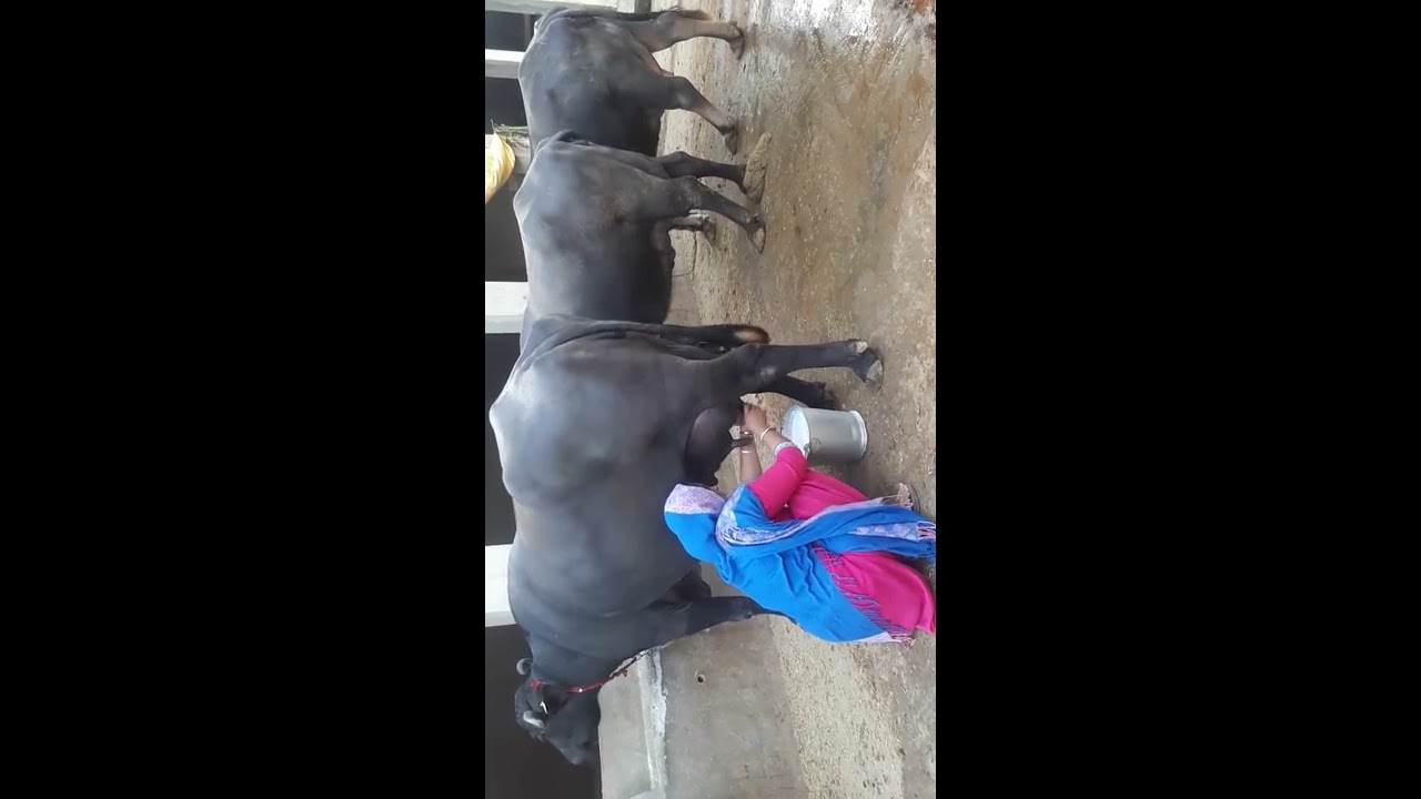murrha buffalo milk record time