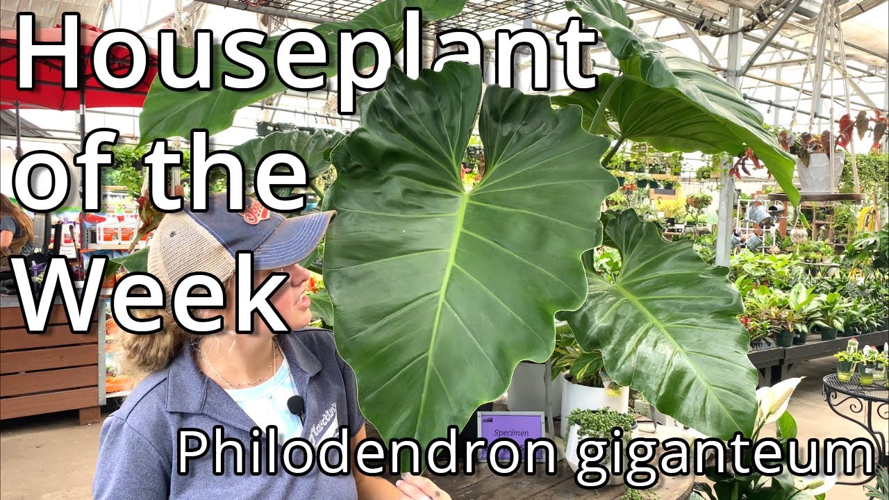 Philodendron Giganteum - Houseplant of the Week