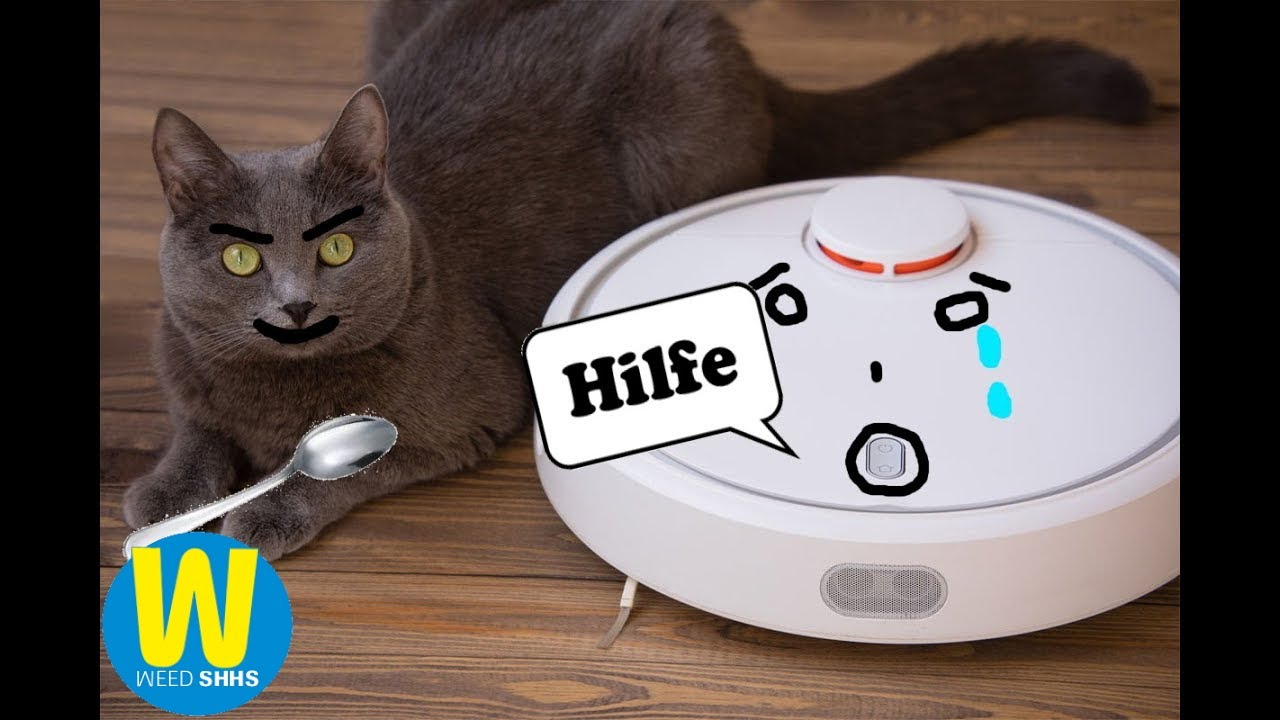 Ihre Katze schlägt den Staubsauger? | Youtube Kacke | Mediashop