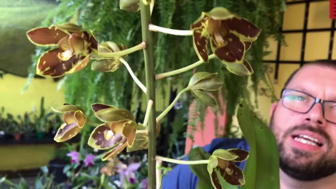 Conheça a maior orquídeas do mundo !! ( Grammatophyllum speciosum )
