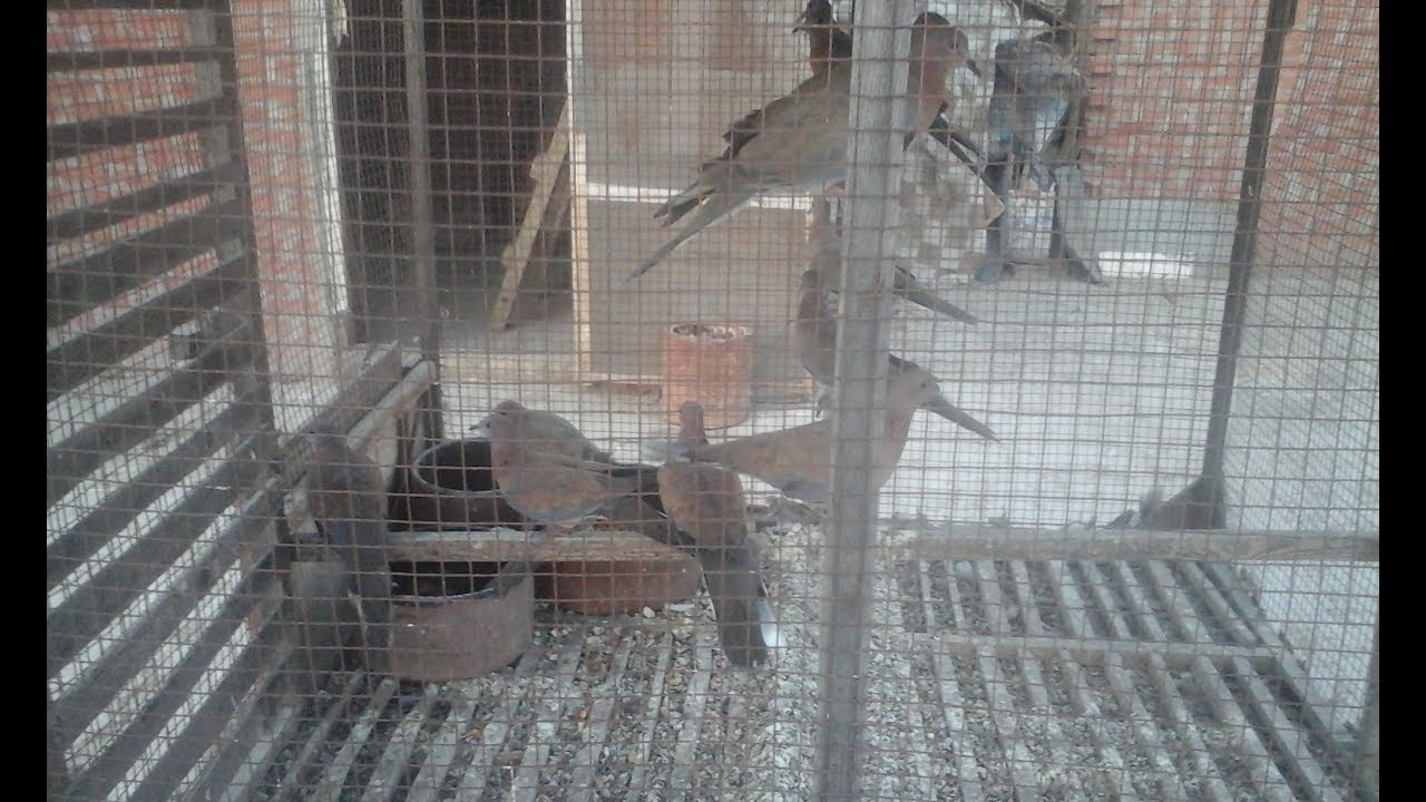 قفص صياد رقم ١ عالمياً لصيد البلابل والعصافير والحمام ومعظم الطيور البريه من يمام قمري والحسون