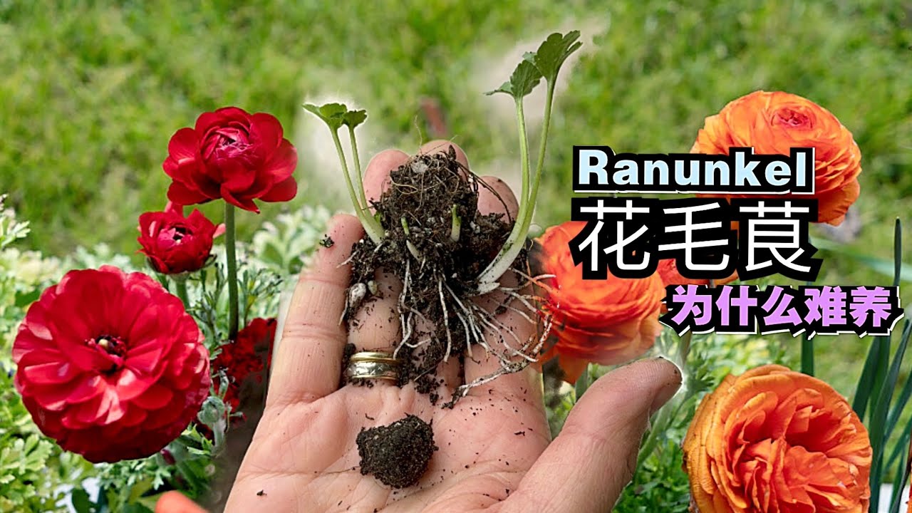 花毛茛Ranunkel洋牡丹的快速栽培方法和技巧/如何催芽/最怕什么最忌什么/05.05.2024