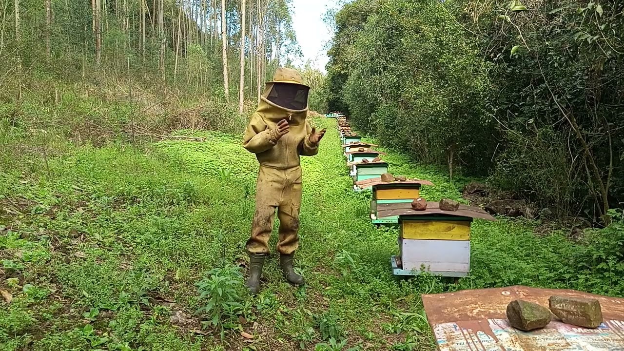 É possível viver só dá criação de abelhas?