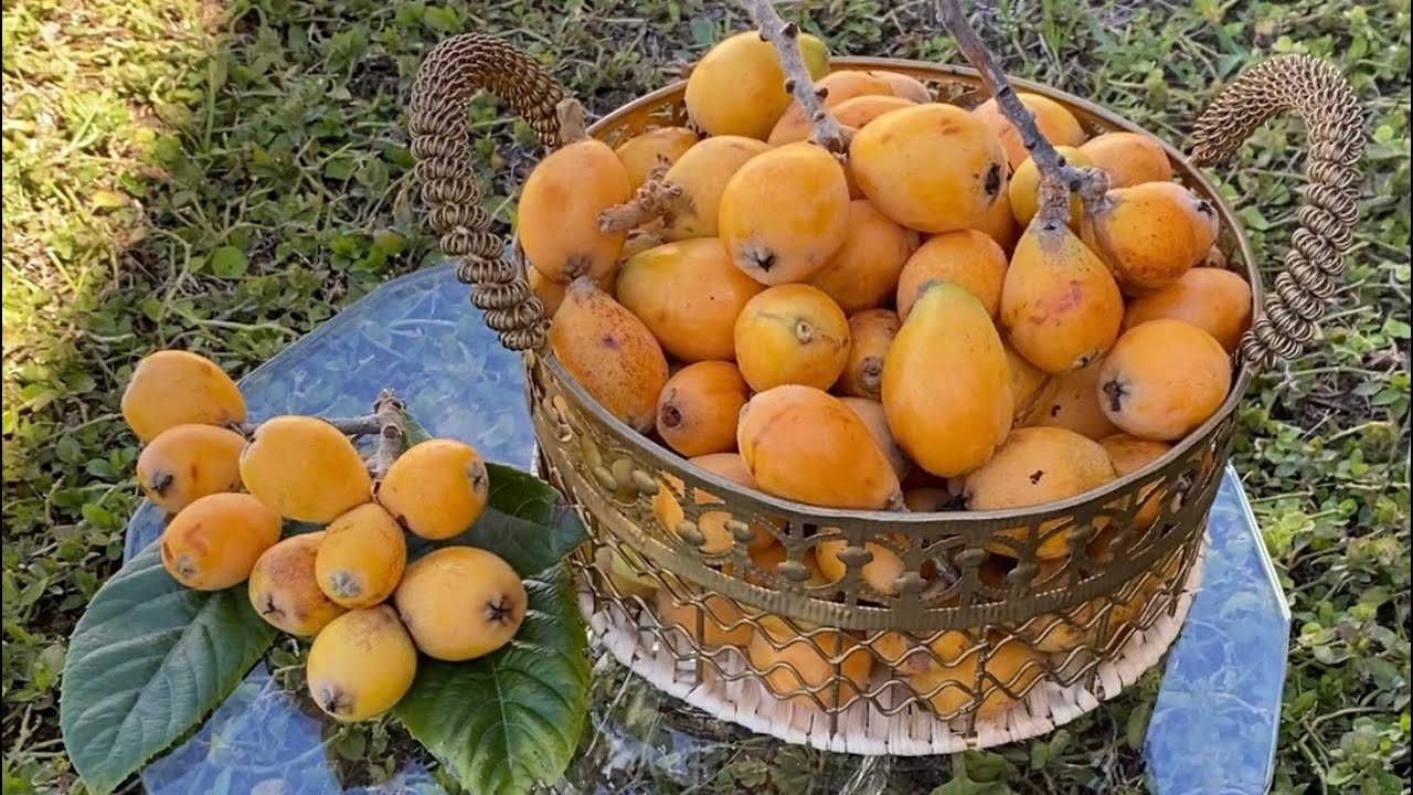 مربى رائع بفاكهة 😋 المزاح أو الزعرور