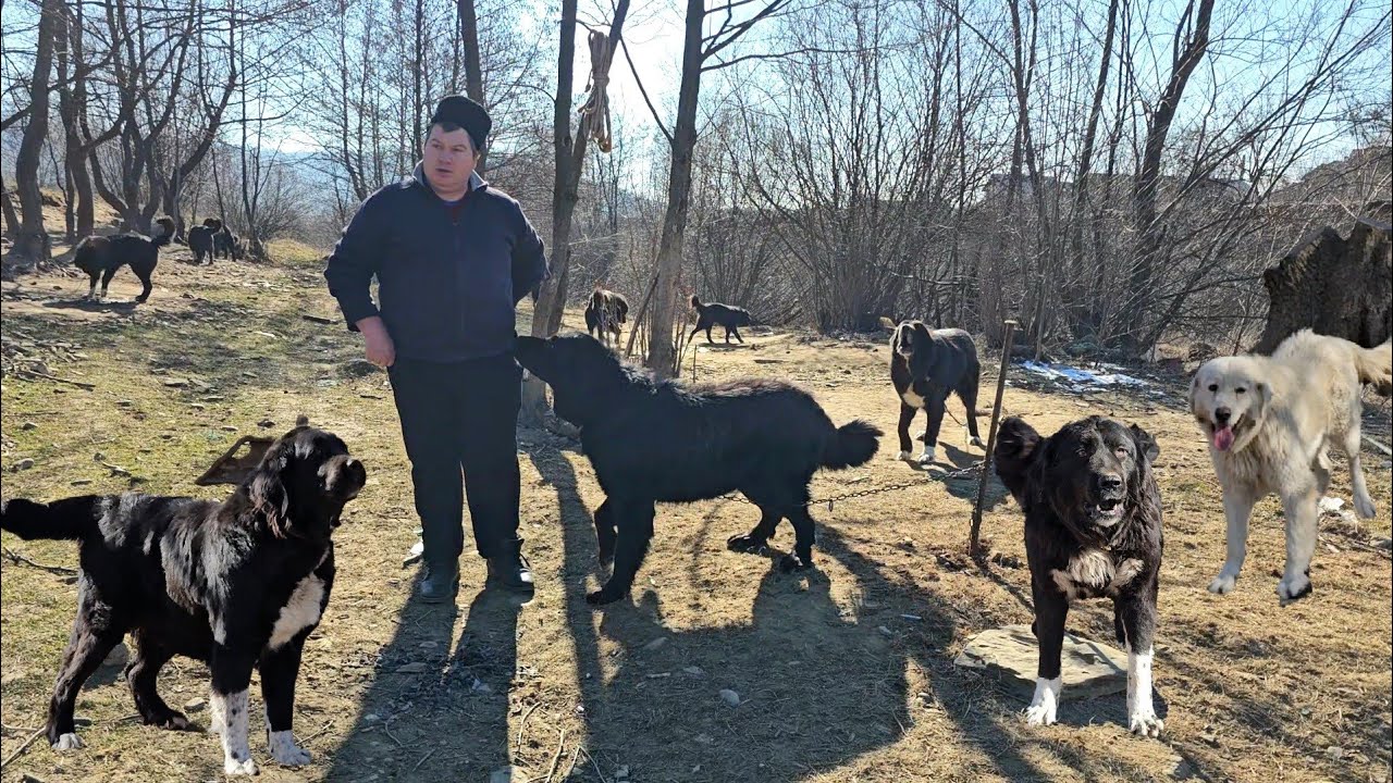 CIOBANESTI CORBI SI UN CIOBANESC BALAN,LA MIHAI FATU,UN MARE PASIONAT DE RASA CIOBANESC CORB.