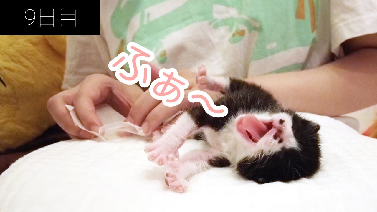 【たんご成長日記】9日目：眠たいと素直に薬を舐めてくれる子猫がこちら。【保護猫】