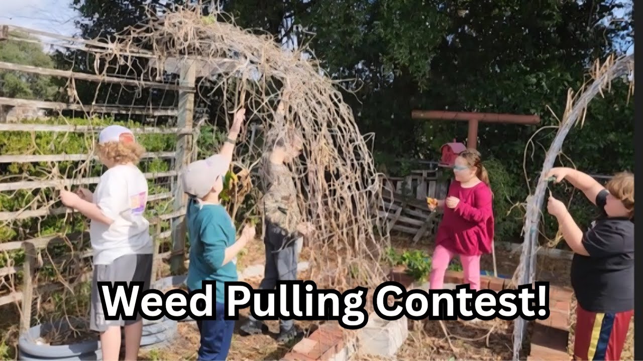 Weed Pulling Contest