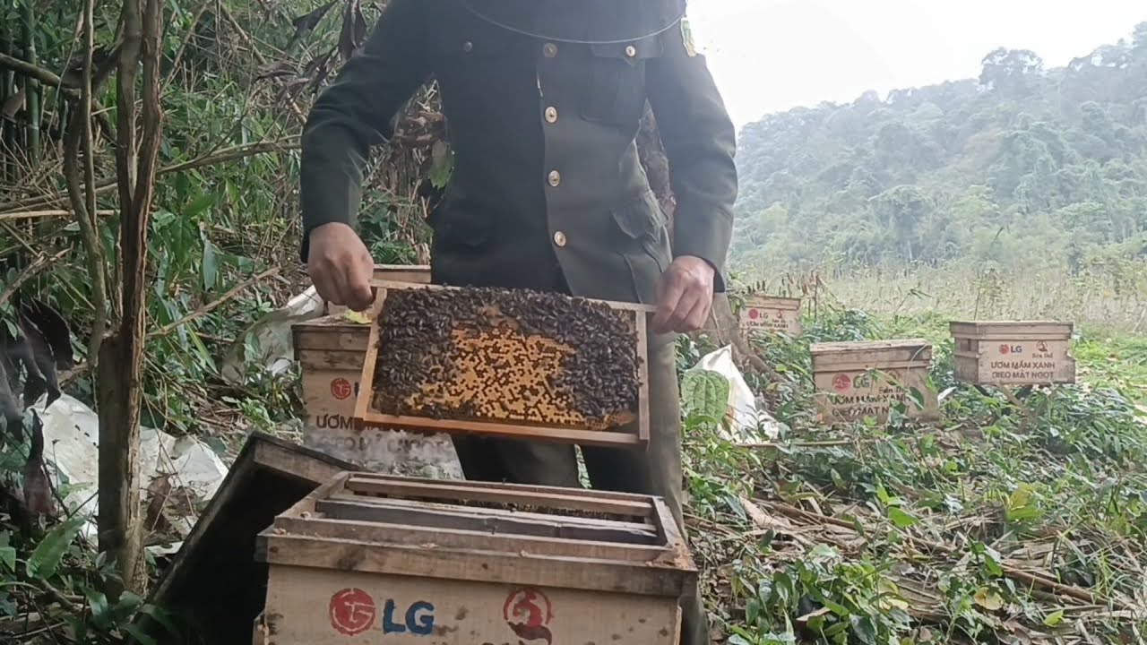 Ong của bí thư thôn do bản thổ tài trợ 