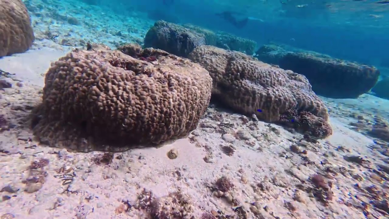 Snorkeling cape maeda